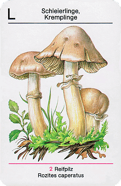 Spielkarte