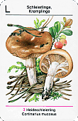 Spielkarte