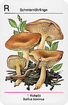 Spielkarte