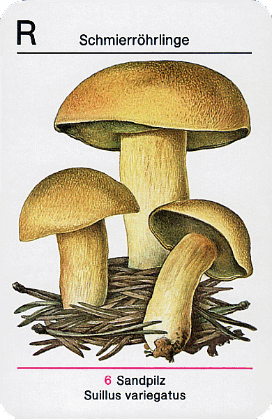 Spielkarte