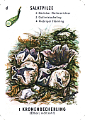 Spielkarte