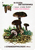 Spielkarte