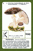 Spielkarte