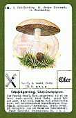 Spielkarte