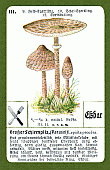 Spielkarte