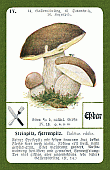 Spielkarte