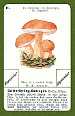 Spielkarte