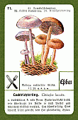 Spielkarte