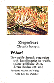 Spielkarte