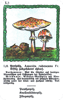 Spielkarte