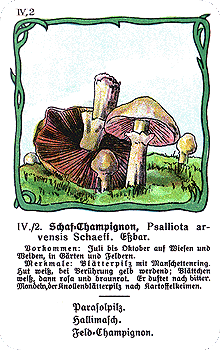 Spielkarte