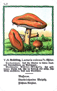 Spielkarte