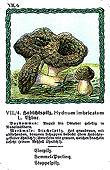 Spielkarte