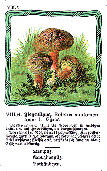 Spielkarte