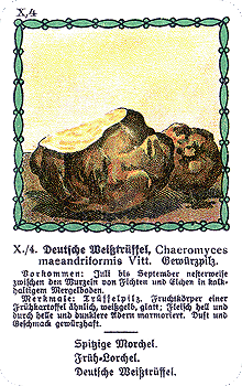 Spielkarte