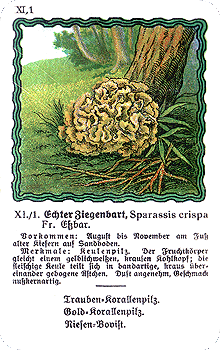 Spielkarte