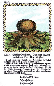 Spielkarte