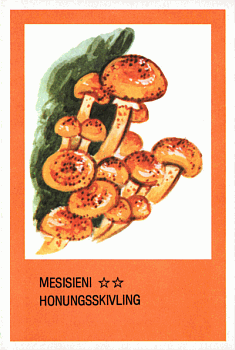 Spielkarte