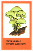 Spielkarte