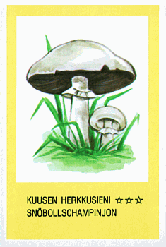 Spielkarte