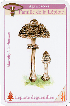 Spielkarte