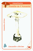 Spielkarte