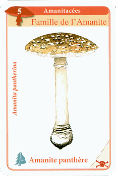 Spielkarte