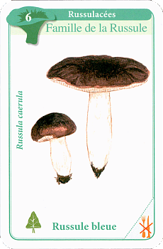Spielkarte