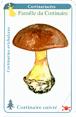 Spielkarte