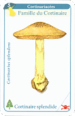 Spielkarte