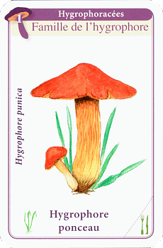 Spielkarte