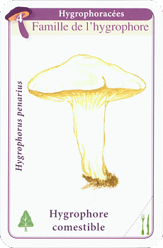 Spielkarte