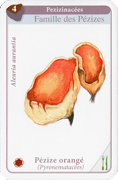 Spielkarte