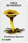 Spielkarte
