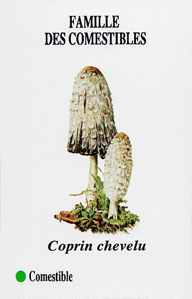 Spielkarte