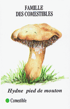 Spielkarte