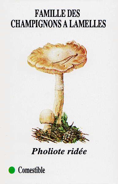Spielkarte