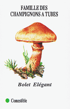 Spielkarte