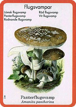 Spielkarte