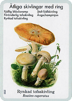 Spielkarte