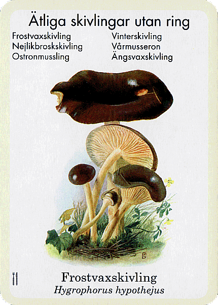 Spielkarte