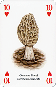 Spielkarte