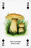 Spielkarte