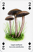 Spielkarte