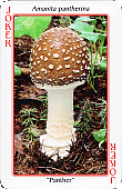 Spielkarte