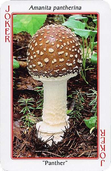 Spielkarte