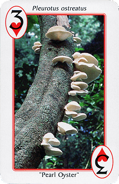 Spielkarte