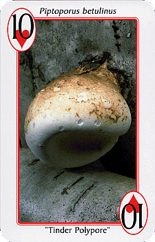 Spielkarte