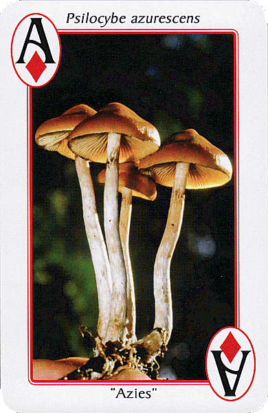 Spielkarte