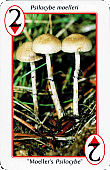 Spielkarte
